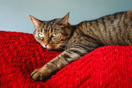 Cat resting.