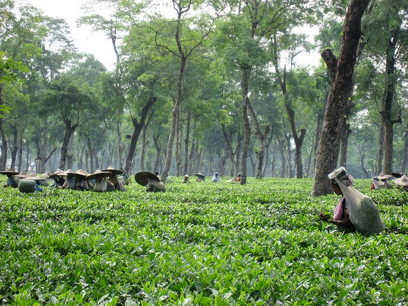 Global Warming Changes the Future for Tea Leaves