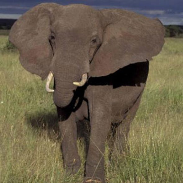 fact-or-fiction-elephants-never-forget-scientific-american