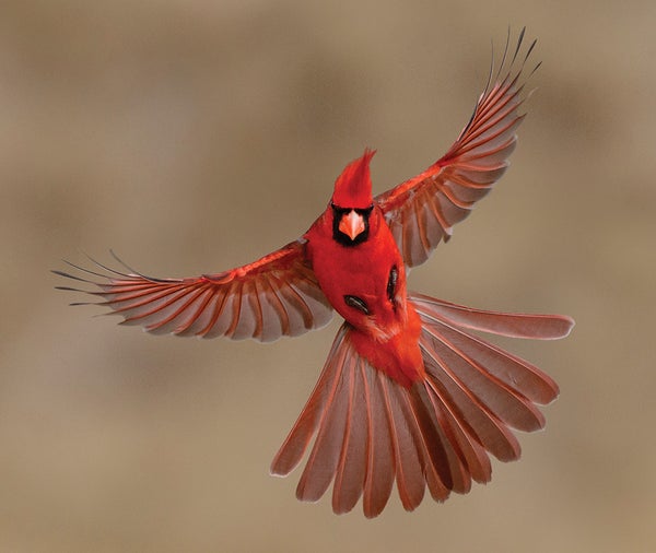 A male cardinal flying with its wings outspread.