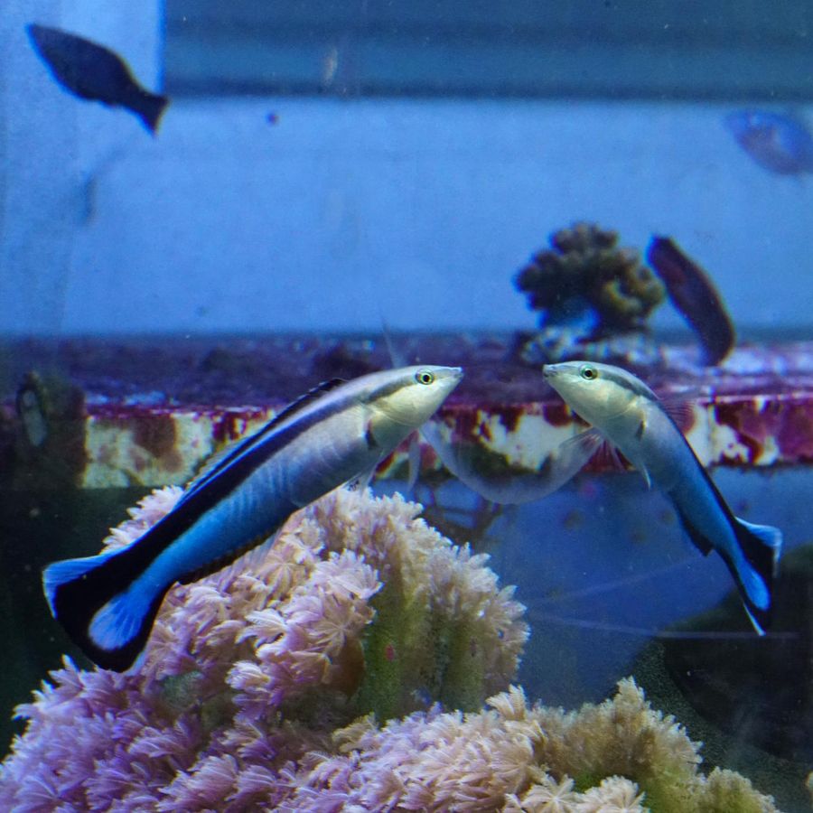 Refection Fish A Tiny Reef Fish Can Recognize Itself in a Mirror | Scientific American