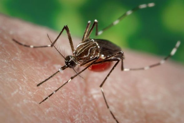 Zika Linked To Guillain Barre Syndrome Study Finds Scientific American Zika Linked To Guillain Barre Syndrome Study Finds Scientific American