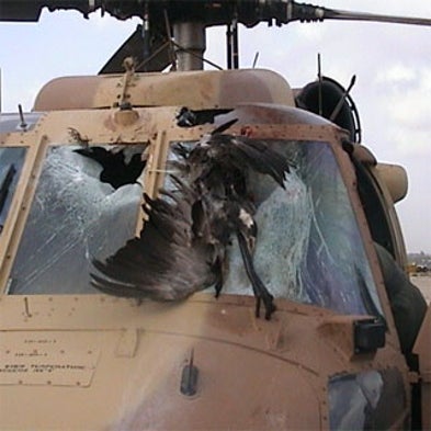Could Radar Keep Birds from Colliding with Aircraft?
