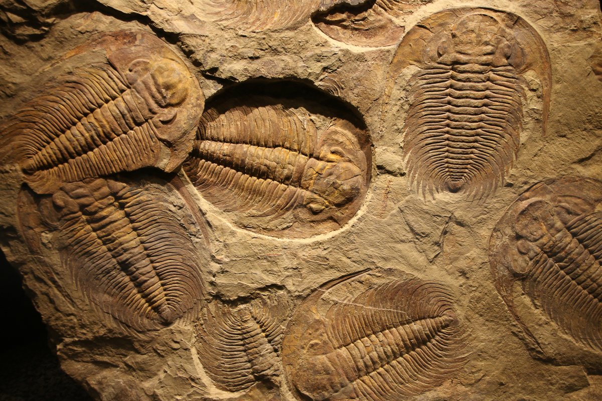 Supercomputer Scours Fossil Record for Earth