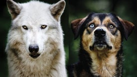 New Clues about the Evolution of Dogs
