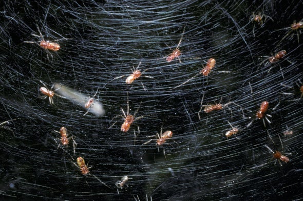 Parasitic Wasp Larvae Force Young Social Spiders into Deadly Hermitage