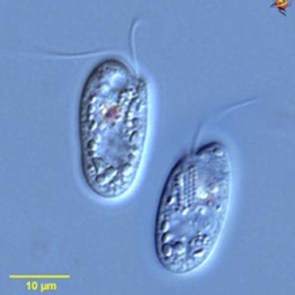Shining a Light on Plants' Quantum Secret to Boost Photosynthesis