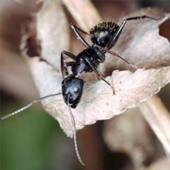 The School of Ants