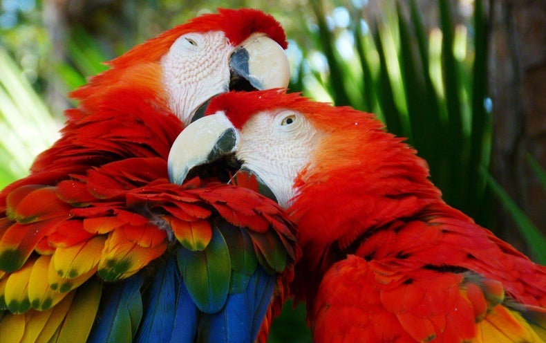 Prehistoric Americans May Have Farmed Macaws in 