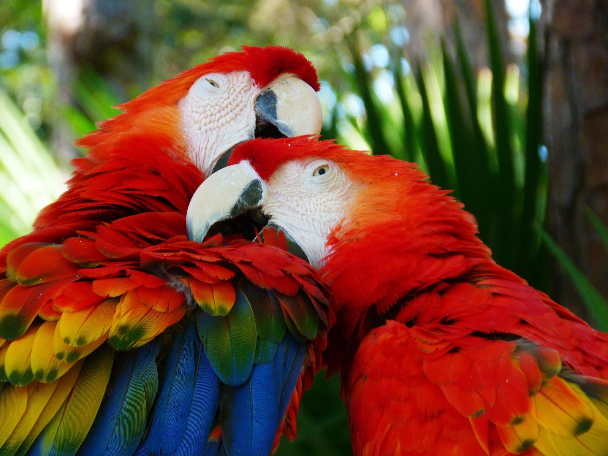 Prehistoric Americans May Have Farmed Macaws in