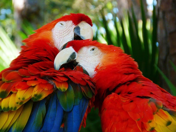 Prehistoric Americans May Have Farmed Macaws in "Feather Factories"