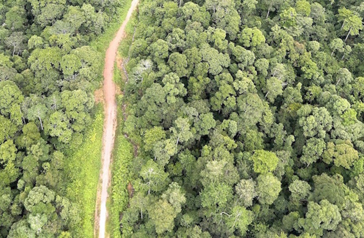 New African Highways Have a High Environmental Price | Scientific American