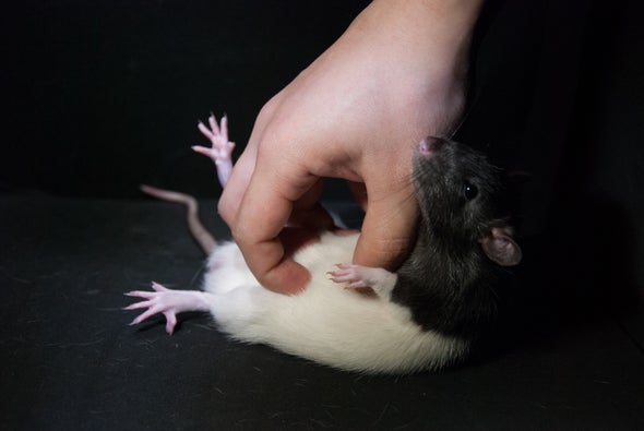 Rats Enjoy Being Tickled--When They're in the Right Mood [Video]