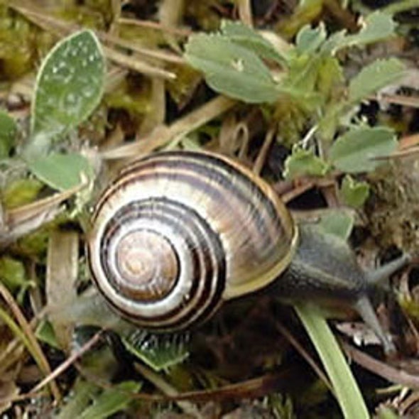 Evolution Megalab