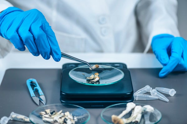 Measuring psilocybin magic mushroom micro doses in laboratory for a scientific experiment