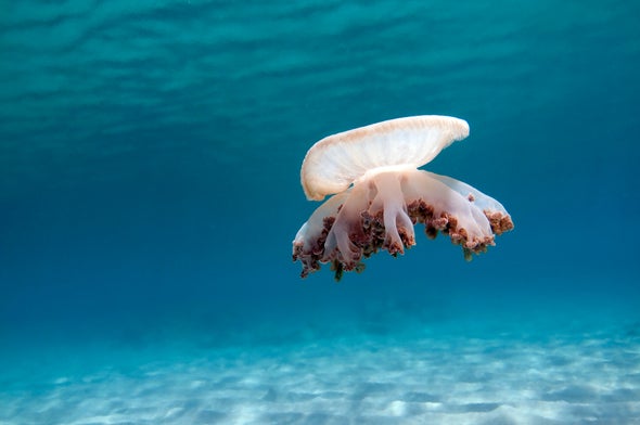 Jellyfish Caught Snoozing Give Clues to Origin of Sleep