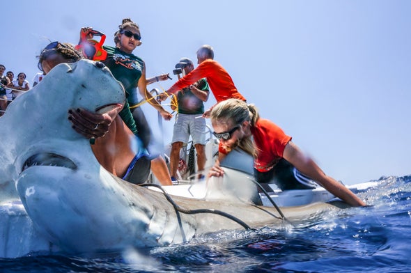 To Help Sharks, Conservationists Spy on Them