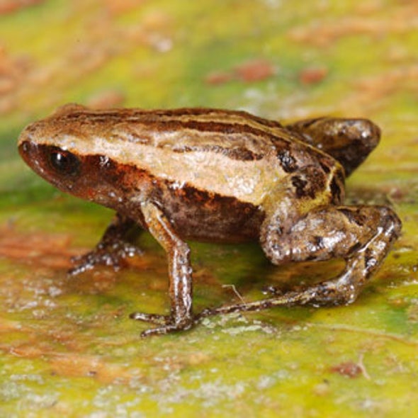 Meet the Smallest Frog in the Andes