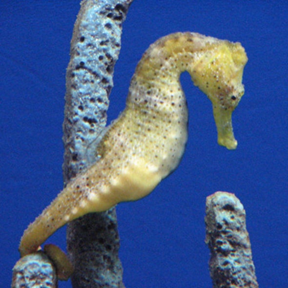 How the Sea Horse Got Its Curves