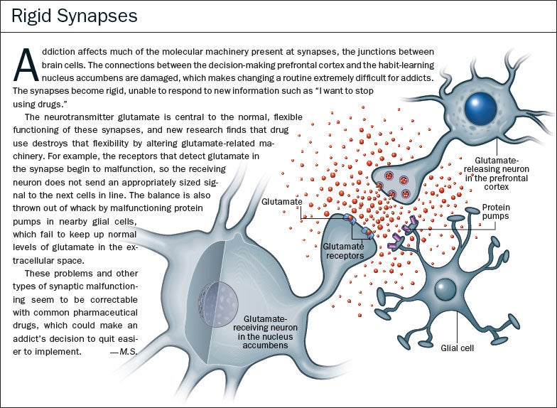 rigid synapes, prefrontal cortex, habit-learning nucleus - Scientific ...