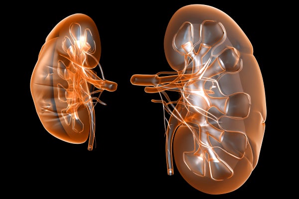 A 3-D illustration of human kidneys.