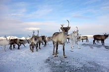 New Arctic Report Warns of Disturbances for People, Plants and Animals