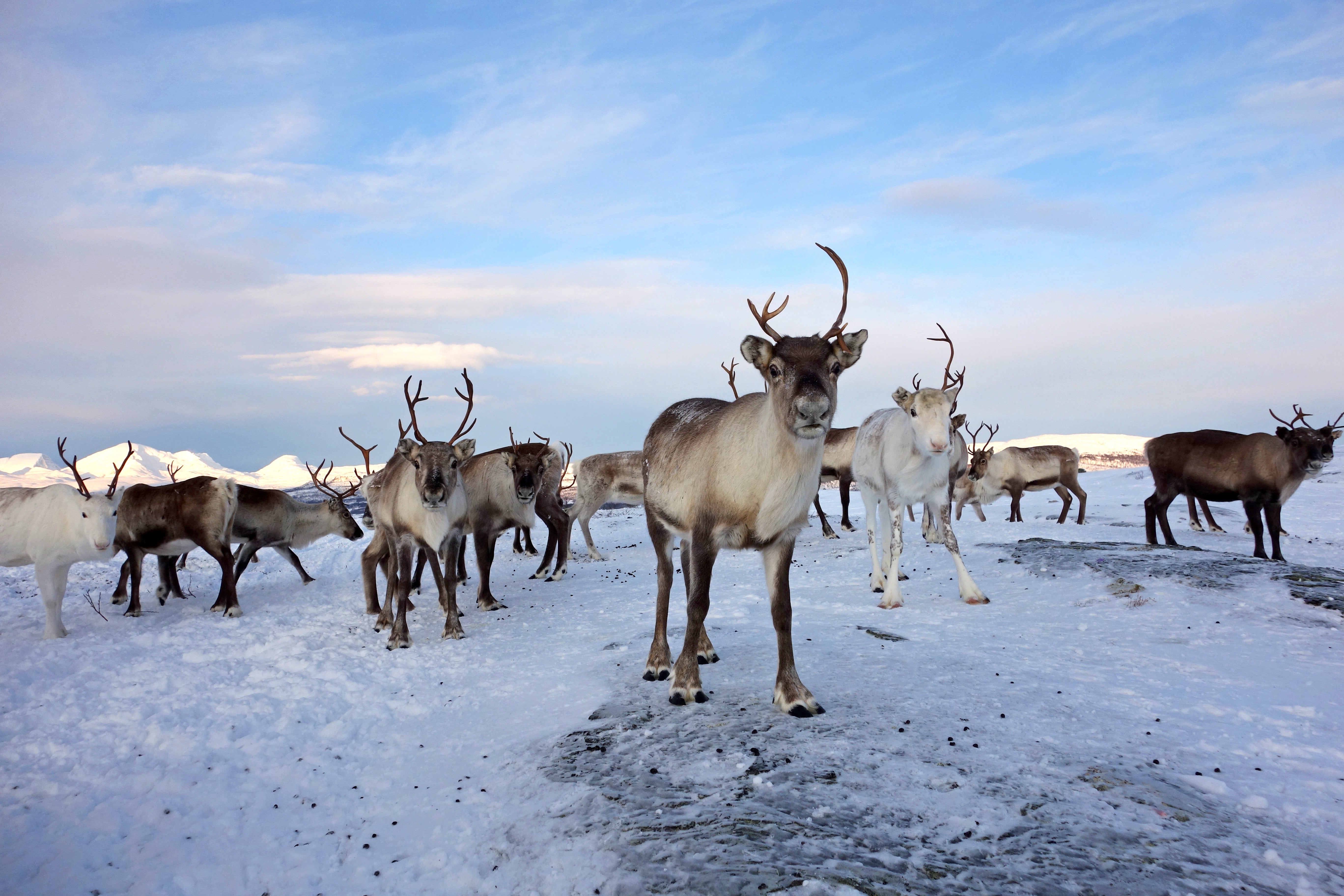New Arctic Report Warns of Disturbances for People, Plants and Animals -  Scientific American