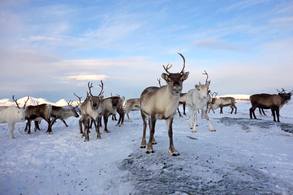 Reindeer herd on ice with clouds