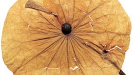 Seeds of the Amazon