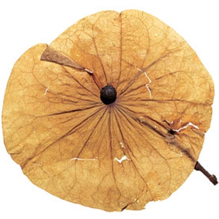 大众科学 Logo