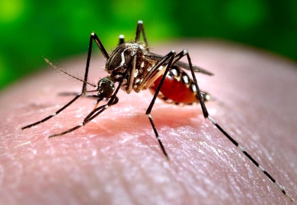 Mosquito-Borne Disease Could Threaten Half the Globe by 2050