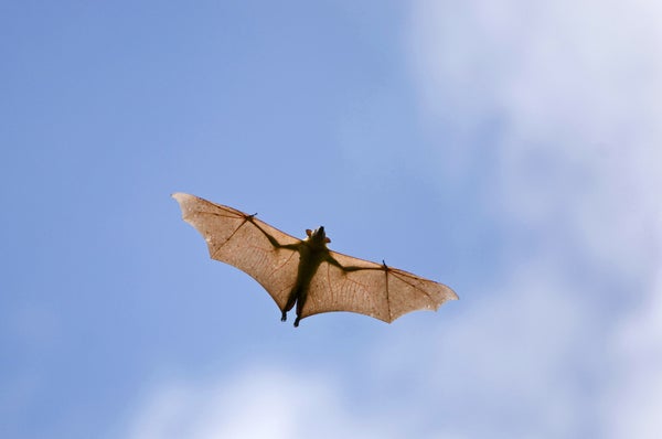 fruit bat mid-flight