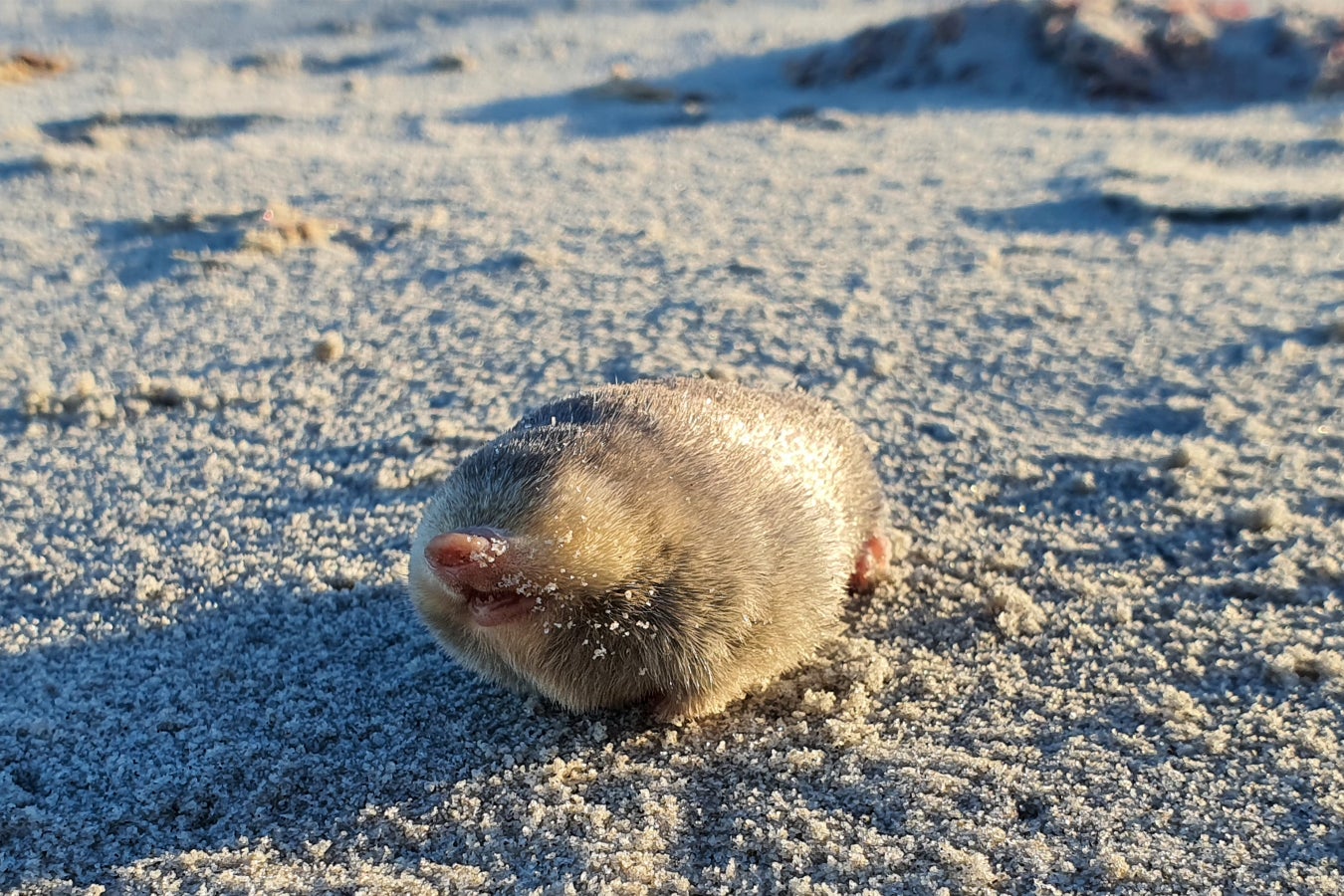 Golden Mole That Swims through Sand Rediscovered after 86 Years ...