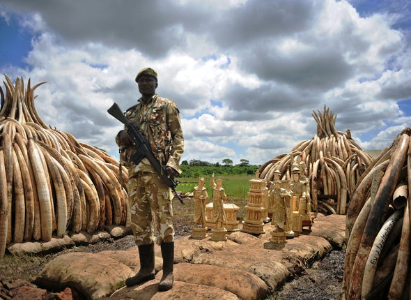 Why Kenya Is Burning 100 Tons of Elephant Ivory
