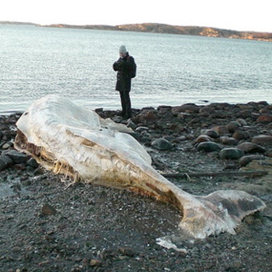 Why do whales beach themselves? - Scientific American