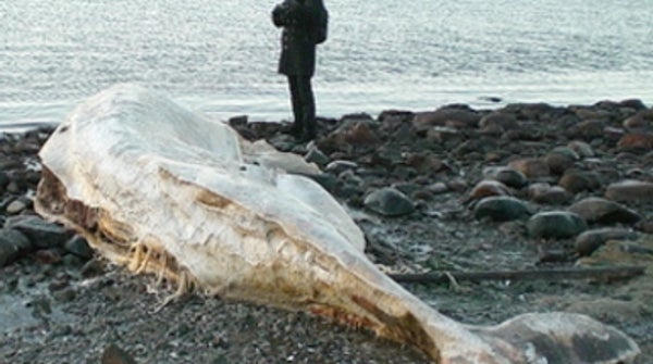 Why do whales beach themselves? - Scientific American