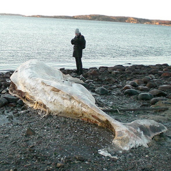 Why Do Whales Beach Themselves Scientific American Why Do Whales Beach Themselves