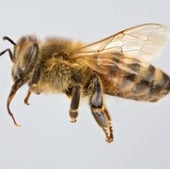 06. Honey Bees