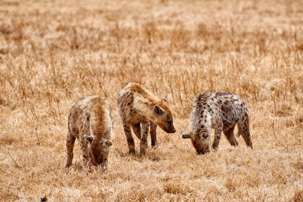 Bromances Could Lead to More Romances for Male Hyenas