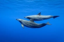 For Some Dolphins, the Key to Mating is Rolling With a Tight, Noisy Crew