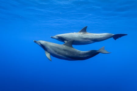 Two dolphins swim close together under clear waters.