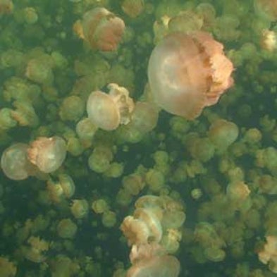 Shrimpy Sea Life May Mix Oceans as Much as Tides and Winds Do
