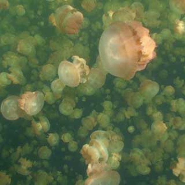 Shrimpy Sea Life May Mix Oceans as Much as Tides and Winds Do