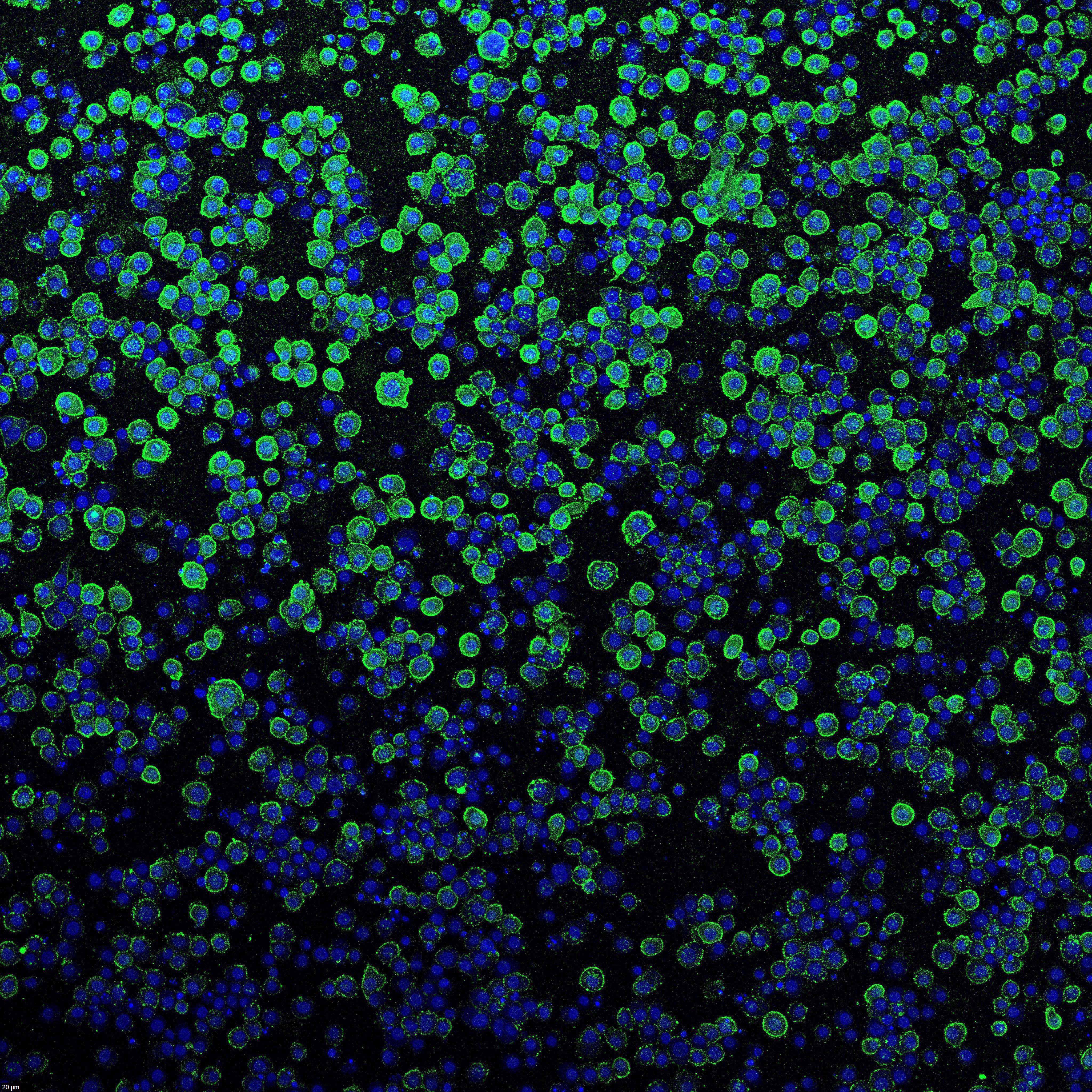 Bakteriyel 'Nanoşırınga' İnsan Hücrelerine Gen Tedavisi Sağlayabilir