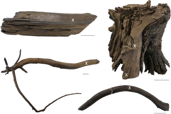 Samples of ancient wood seen on a seamless white background.