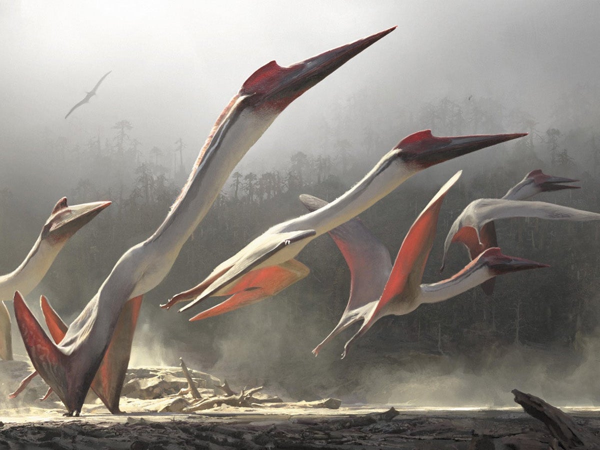 Eudimorphodon: The Mesozoic Marvel of the Skies - Introduction