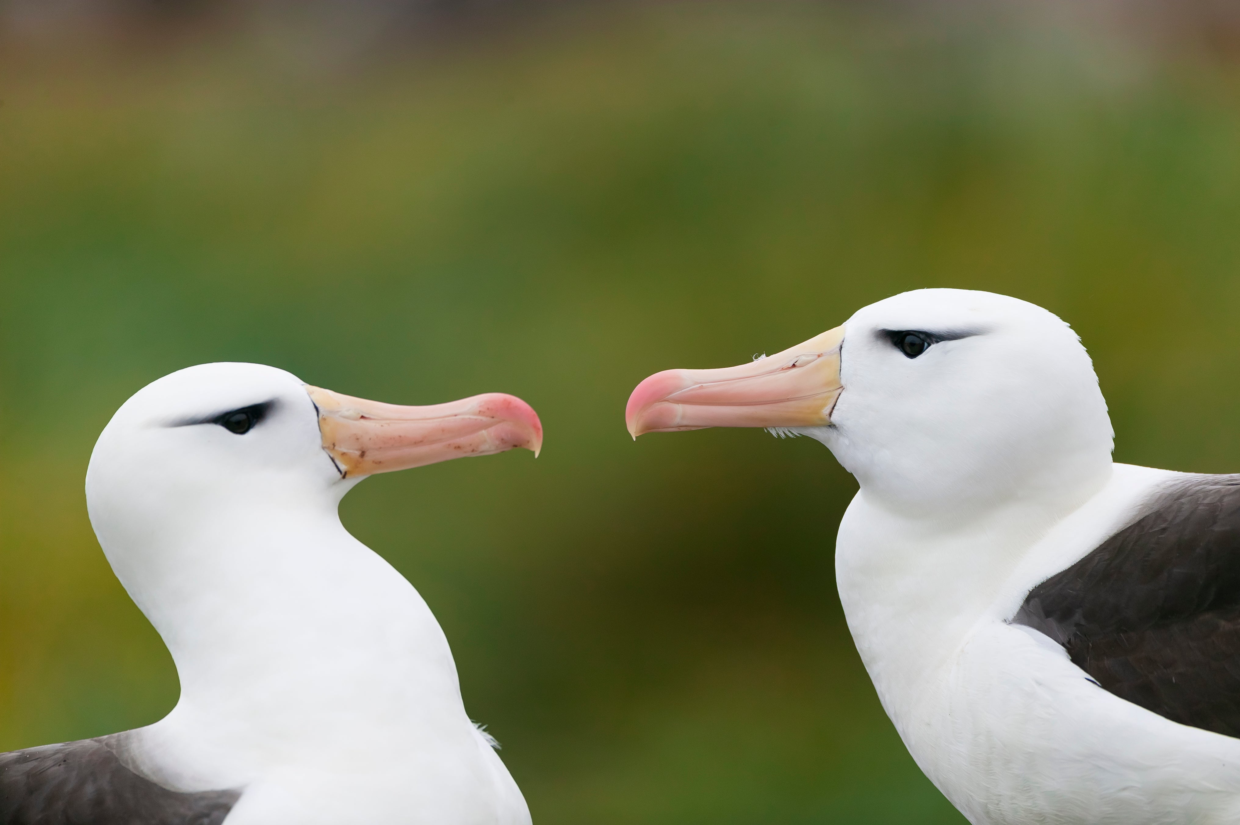 Albatross 'Divorce' Rate Rises the Warms - Scientific