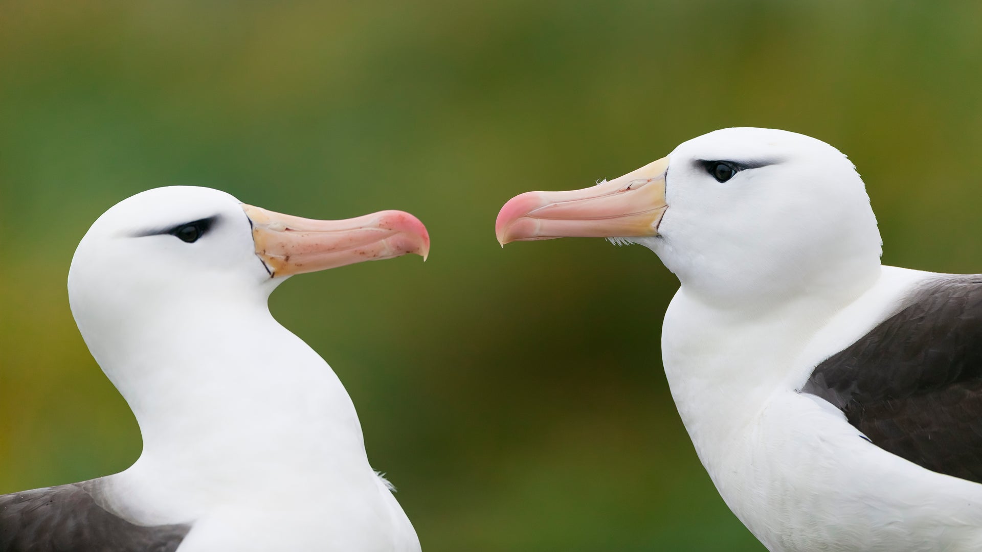 Albatross 'Divorce' Rate Rises as the Ocean Warms | Scientific American