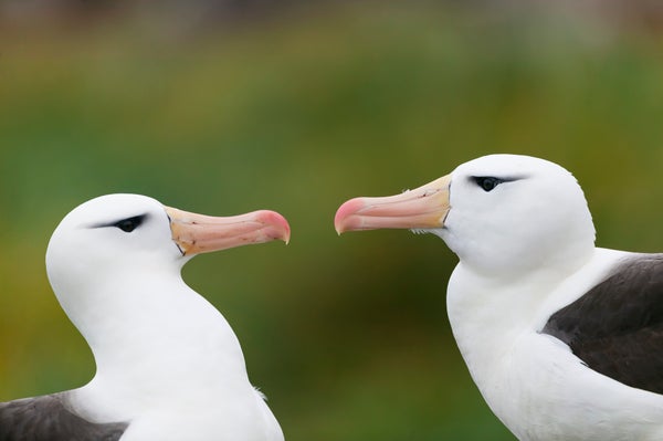 Black-browed albatross (Thalassarche melanophris) courtship ritual.