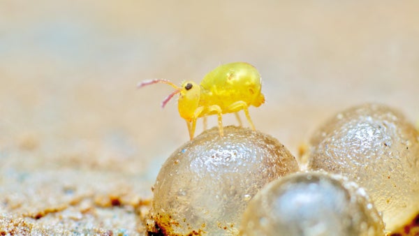 Macroscopic view of a springtail, Dicyrtomina minuta, standing on top of snail eggs